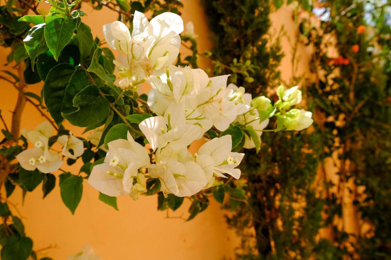 Albergue Dar Iziki Sidi Kaouki Exterior foto